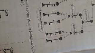 biochimie 3 parti [upl. by Darsey117]