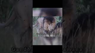 scar face lion real story in kannada the king of masay maara [upl. by Acinnej394]