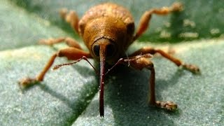 Curculio venosus  Rüsselkäfer  Weevil [upl. by Aititil]