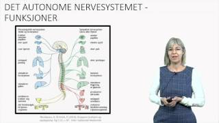 Det autonome nervesystemet Fysiologi [upl. by Fee264]