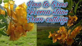 How to Grow Tecoma stans From cuttings  Yellow Bell Trumpet bushes ٹکوما  Gardening and Junk Art [upl. by Forta469]