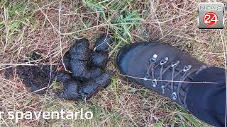 Un orso all’Alpe Corte Vecchio di Trontano L’allevatrice ha usato una scacciacani per spaventarlo [upl. by Redliw]