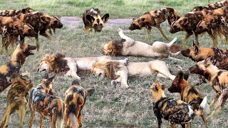 5 ATAQUES E INTERAÇÕES IMPRESSIONANTES DE CÃES SELVAGENS [upl. by Lee648]