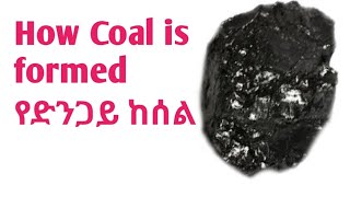 የድንጋይ ከሰል እንዴት ይፈጠራል How Coal is Formed nature chemistry science [upl. by Ivie]