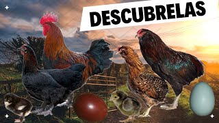 Increíbles Gallinas y Abonamos el Huerto Fincacasarejooficial [upl. by Jovi]