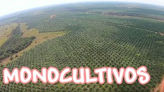 El concepto de MONOCULTIVO 🌱🌱🌱 y cómo se relaciona con la RESILIENCIA 🌪️ [upl. by Wanids]