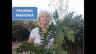 PRUNING MAHONIA [upl. by Lachish1]