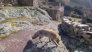 ENCUENTRO un VECINO muy ESPECIAL en este PUEBLO ABANDONADO La Rioja [upl. by Basir]