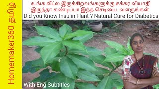 இந்த செடி சக்கரை வியாதியை விரட்டும்  How To Grow Insulin Plant in home for Diabetics [upl. by Saberio776]