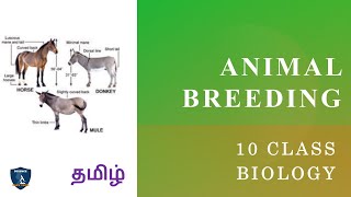 Animal Breeding in Tamil  Breeding and Biotechnology  Class 10  TNSCERT  Science Easy Tech [upl. by Moretta414]