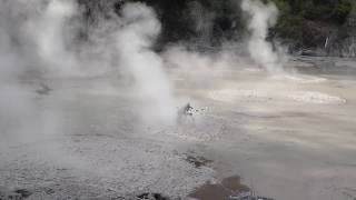 Bubbling geothermal mud potsRotorua New Zealand [upl. by Anneres]