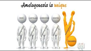 Amelogenesis [upl. by Eckhardt]