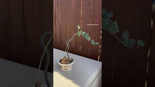 I made trellis trellis plants houseplants art  handmade pottery oxalis stephaniaerecta [upl. by Kifar]