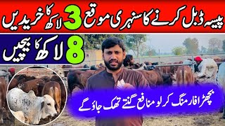 Bachra Farming Business Idea In Pakistan 💥Bachra Farming Cattle Farming in Pakistan 🇵🇰 [upl. by Furie]