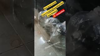 Packing ikan tanpa oksigen perjalanan 1 jam aman  3 pasang terjual  blueparrot cichlid fish [upl. by Crellen]