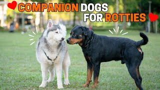 10 Best Companion Dog Breeds for a Rottweiler [upl. by Beuthel330]