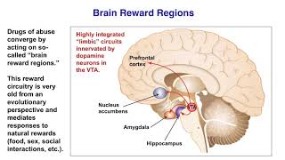 The Biology of Addiction [upl. by Felike]