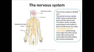 Biopsychology AQA A level [upl. by Riancho622]