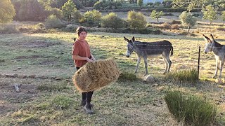 Atendiendo a las burras os cuento lo que le ha pasado a la cerda [upl. by Aday461]