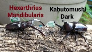 EP01  Hexarthrius Mandibularis vs Dark Kabutomushi Stag beetle vs Rhinoceros beetle [upl. by Sherlock251]