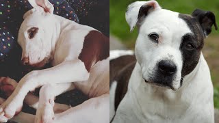 Pitbulls Being Wholesome EP21  Funny and Cute Pitbull Compilation [upl. by Cressida]