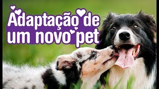 Cachorro novo em casa o que fazer [upl. by Nwahsir817]