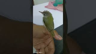 Tailor Bird ytshorts birds parrot tailorbird pet cutebird small birdspecies [upl. by Eimat751]