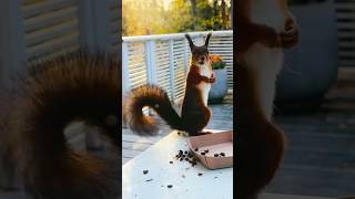 🐿️This SQUIRREL helps me make smoothies squirrel smoothie [upl. by Crosley]