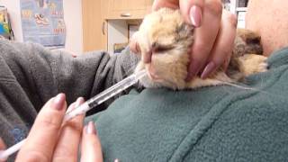 Bobtails Rescue How to give oral medication to your rabbit [upl. by Bratton]