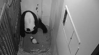 Giant Panda Cub Crawls at Smithsonians National Zoo [upl. by Etra282]