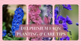 Delphinium FAQs Planting amp Care Tips [upl. by Fe]