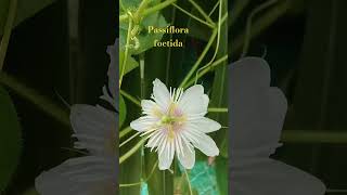 Passiflora foetida native plant of American youtube nature plants life youtubeshorts love [upl. by Raycher]