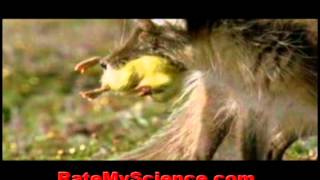 Fox kills and abducts ducklings Rate My Science [upl. by Kenyon]