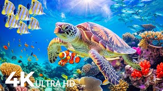 The Ocean Through Animal’s Eyes 4K  Experience the Oceans Majesty With Peaceful Mellow Music [upl. by Flore117]