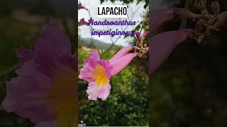 LAPACHO  plants medicine medicinalplants agroecology agriculture shorts agro world india [upl. by Aisak]