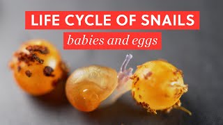 Life Cycle of Garden Snails mating eggs amp babies  BAO After Work [upl. by Lledner991]