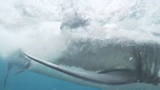 14 Ft Great White Shark Consumes Surfer  Jevan Wright [upl. by Gaston]