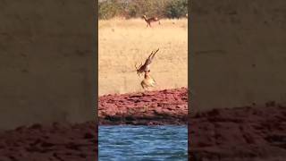 Impala Jump Over 7 Lions [upl. by Suzie]