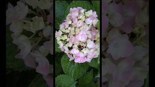 Hydrangea Macrophylla Care [upl. by Eitsud908]