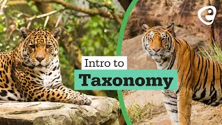 Introduction to Taxonomy [upl. by Mun]