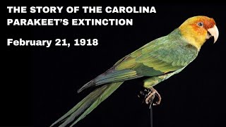 Carolina Parakeet  Recently Extinct Animals [upl. by Flss506]