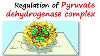 Regulation of pyruvate dehydrogenase complex [upl. by Nored]