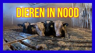 Dieren in nood  VOLUNTEERS DUTCH FIREFIGHTERS  BRANDWEER LUNTEREN [upl. by Hafinah]