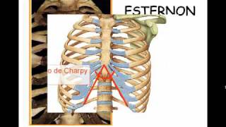 TÓRAX ÓSEO 2 [upl. by Aleacim]