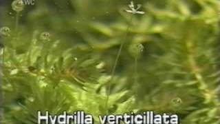 hydrilla Hydrilla verticillata [upl. by Glenda630]