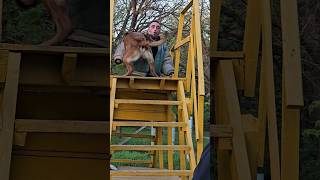 Malinois attack Training of service dogs GUARDODESSA Odessa [upl. by Ytsirk]