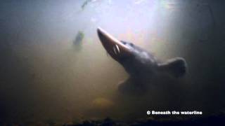 Atlantic Sturgeon Acipenser sturio Underwater UK [upl. by Alhak]