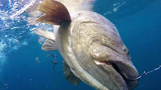 Entire Goliath Grouper Fight Filmed Underwater Bite to Landing [upl. by Ginevra]