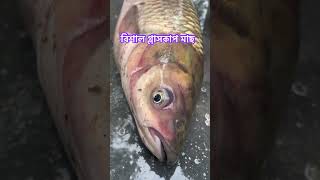 বিশাল গ্লাসকাপ মাছ। [upl. by Batholomew]