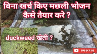 बिना खर्च किए मछली के लिए भोजन तैयार कैसे करें duckweed farming for fish fishfarming fishpalan [upl. by Harihat]